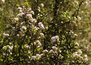 2008-03-31_27 Buck Brush Cropped TN.jpg - 49401 Bytes